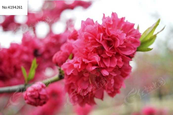 һ֦�һ�������ͼƬ