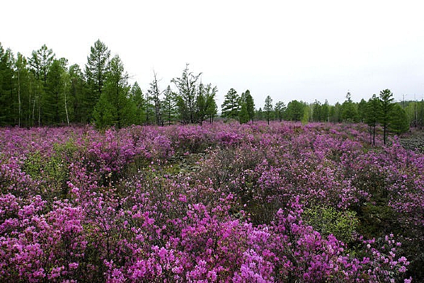 �ž�����ʯ