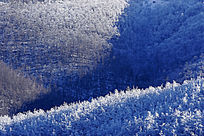 ���˰��붬���ֺ�