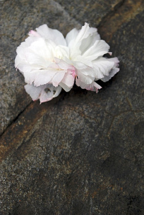 ���ϵ�ӣ��