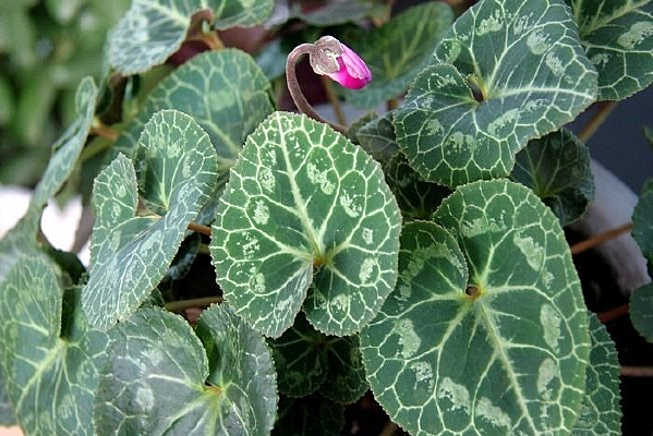 �ܲ�����