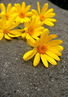 ����ɢ���