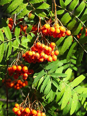 �ӹ�ľ�Ĺ�ʵ