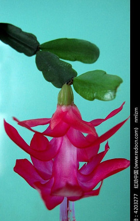 ʥ��������