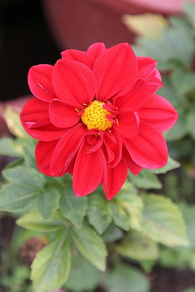 ����С����