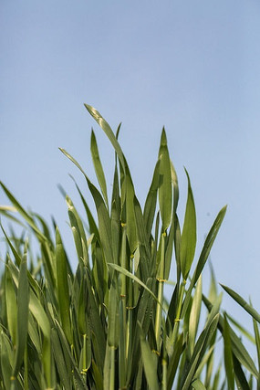 茁壮成长的绿色麦苗