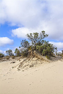 ������ֲ��