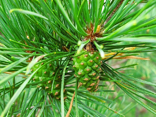 �����ɹ�