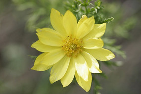 ��Ұ�ջ���