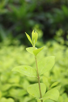 ������Ҷ