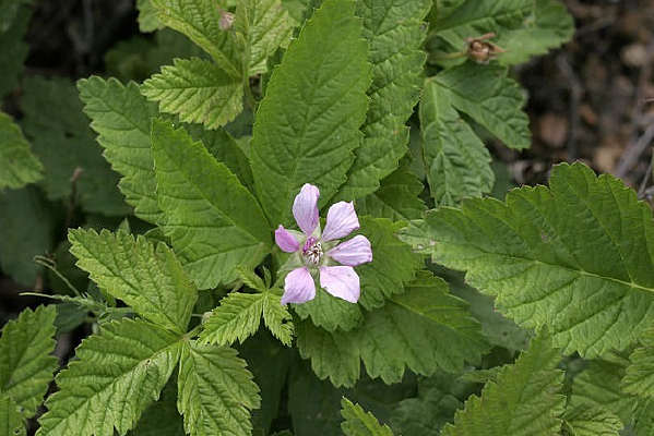 �����Ҷ��