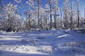 ����ԭʼɭ��