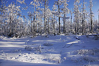 ����ԭʼɭ��