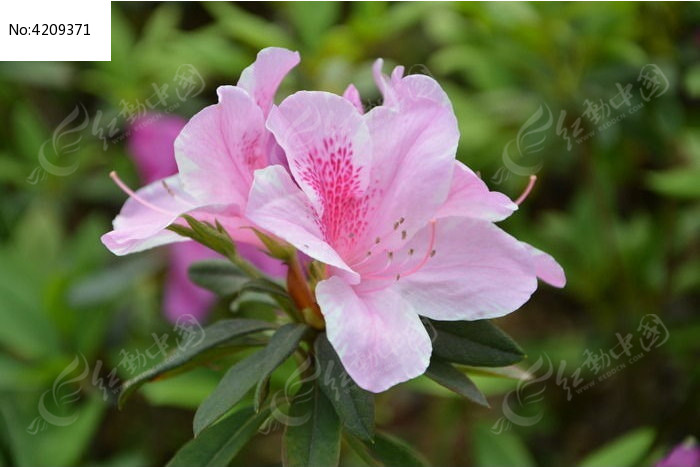 紅動網提供花卉花草精品原創素材下載,您當前訪問作品主題是杜鵑,編號