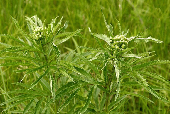 ���ױ���Ұ��ֲ��