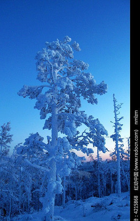 ����ѩ��