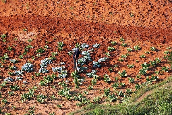 ��ֲ�߲���