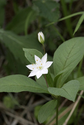 Ұ��������