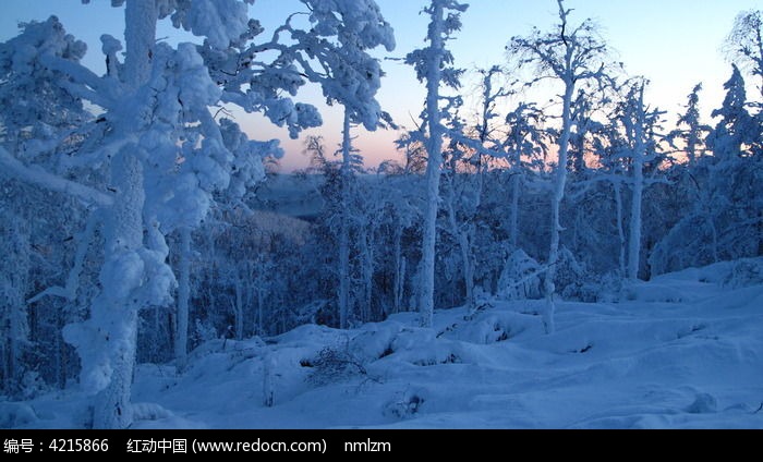 ɭ����ڡͼƬ