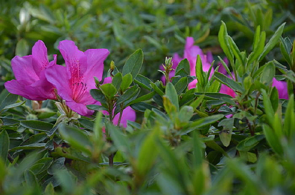 ���ϴ���