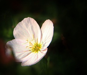 ����ͷ׵Ļ���