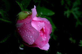 ����ĵ��