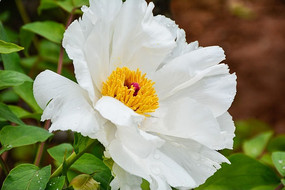 ��ĵ����