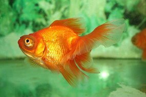 ��԰����