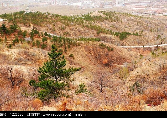 红山山顶人工造林林地