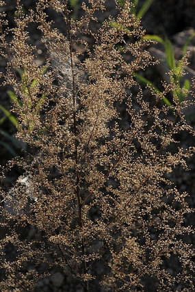 ����ֲ��