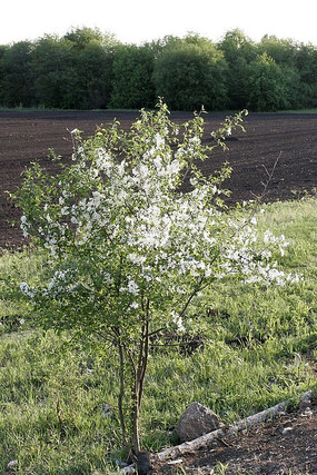 ɽ��������