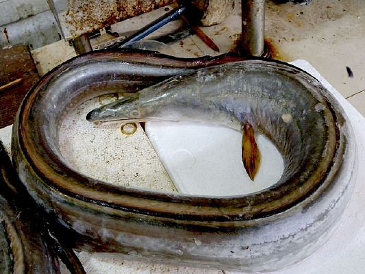 ���ʺ���