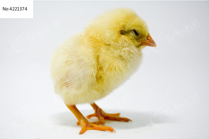 小鸡皮肤红(发红的鸡皮肤)