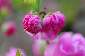 ����÷��