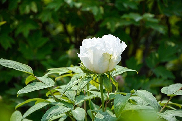 ����δ��ĵ����