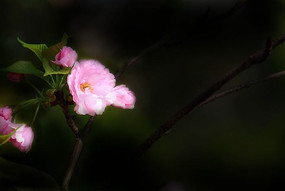 ��ɫ��ӣ��