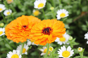 �����ջ�