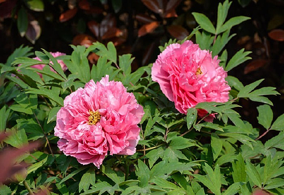 ����ĵ����