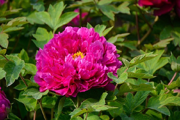 ĵ������