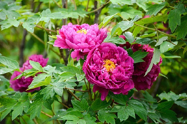 �����Ĺ���