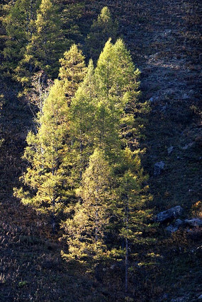 ɽ����Ҷ��