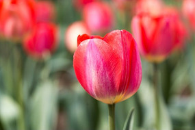 һ���������