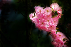 ӣ������