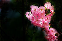 ӣ������