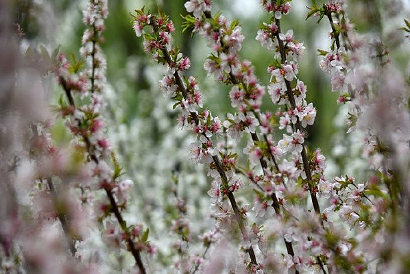 ������Ҷ��컨