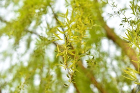 �������Ҷ