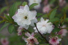 ������÷����