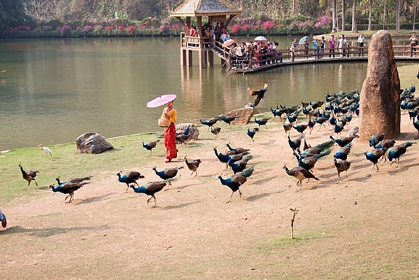 ��ɡ��Ů�����ȸ