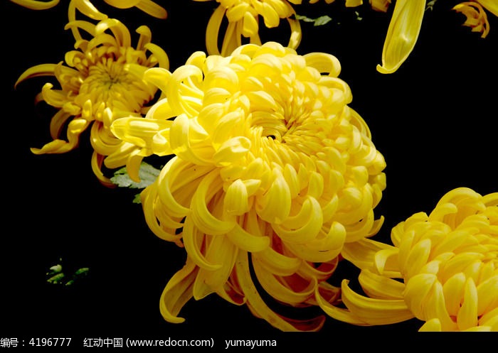 �� ���Ƴ�¶ͼƬ