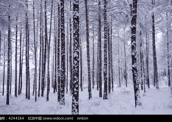 �ֺ�����֮ѩͼƬ